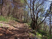 16 Dopo decisa salita il sentiero spiana nel bosco di carpini neri frammisti a pini-mugo ad alto fusto